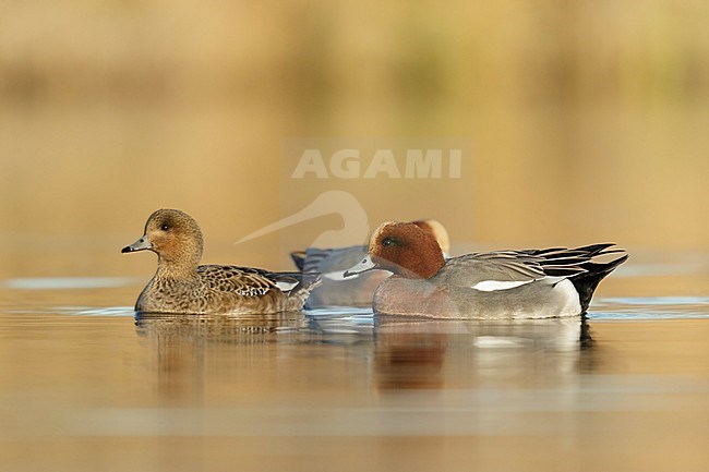 Eurasian Wigeon males swimming arround female in golden hour from low point of view in the Reeuwijkse plassen Netherlands stock-image by Agami/Walter Soestbergen,