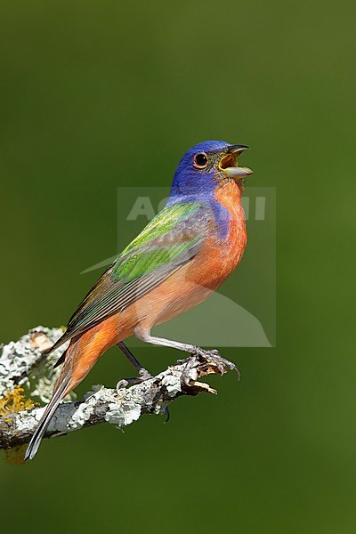 Adult male Painted Bunting (Passerina ciris) singing from a perch in Galveston County, Texas, USA. stock-image by Agami/Brian E Small,