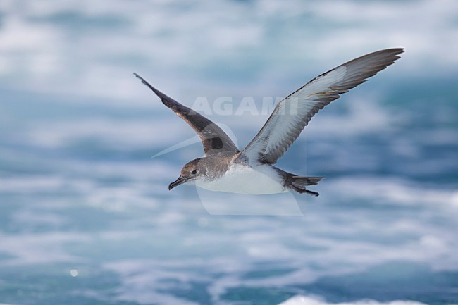 Yelkouanpijlstormvogel in de vlucht; Yelkouan Shearwater in flight stock-image by Agami/Daniele Occhiato,