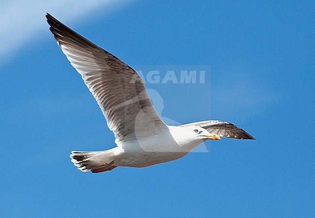 European Herring Gull (Larus argentatus) adult in flight stock-image by Agami/Roy de Haas,