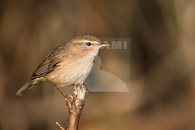 Adult Dusky Warbler (Phylloscopus fuscatus fuscatus), Russia (Baikal). stock-image by Agami/Ralph Martin,