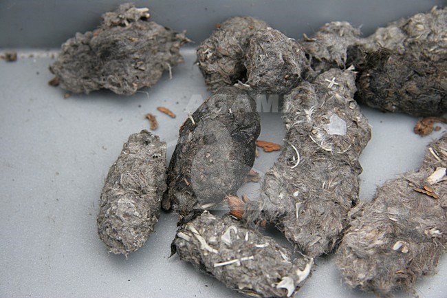 Ransuil braakballen, Long-eared Owl pellets stock-image by Agami/Chris van Rijswijk,