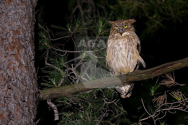 Turkish Fish Owl (Ketupa semenowi) aka Brown Fish Owl sitting on a Pine Tree along the Manavgat River in Taurus Mountains, Turkey. stock-image by Agami/Vincent Legrand,