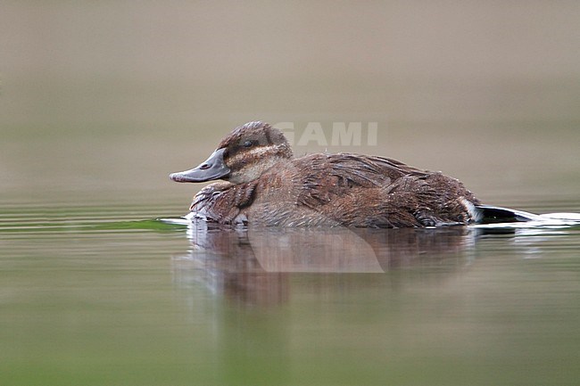 Ruddy Duck (Oxyura jamaicensis) in a pond in British Columbia, Canada. stock-image by Agami/Glenn Bartley,