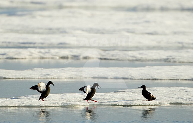 Zwarte Zeekoeten op ijs, Black Guillemots on ice, Norway stock-image by Agami/Danny Green,