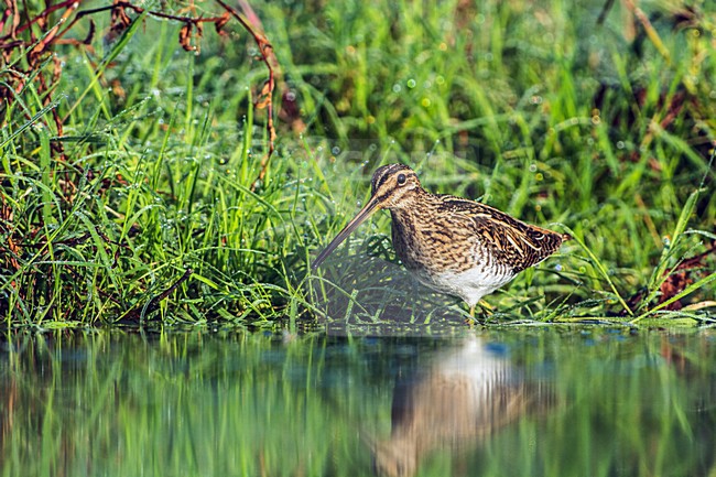 Watersnip, Common Snipe stock-image by Agami/Hans Germeraad,