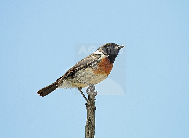Male Grand Comoro Stonechat (Saxicola torquatus voeltzkowi), possible split of African Stonechat. stock-image by Agami/Pete Morris,
