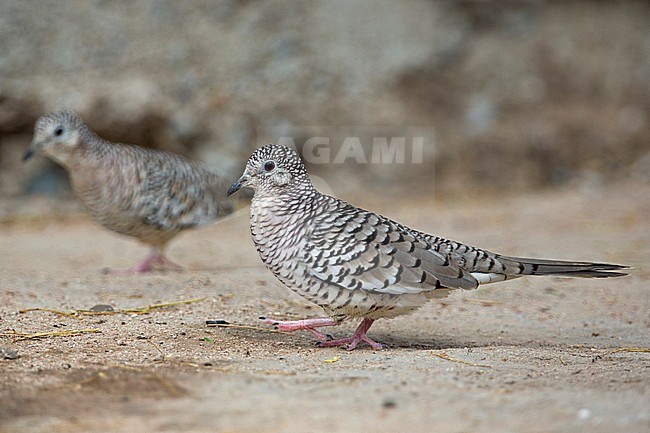 Scaled Dove (Columbina squammata ridgwayi) at Los Flamencos Wildlife Sanctuary, Camarones, La Guajira, Colombia. stock-image by Agami/Tom Friedel,