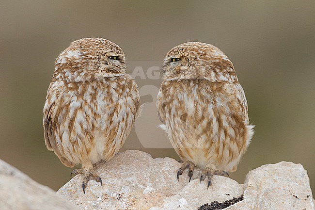Little Owl - Steinkauz - Athene noctua saharae, Morocco, adult stock-image by Agami/Ralph Martin,