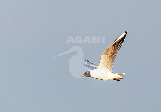 Adult Common black-headed gull (Chroicocephalus ridibundus)  in flight and calling stock-image by Agami/Roy de Haas,