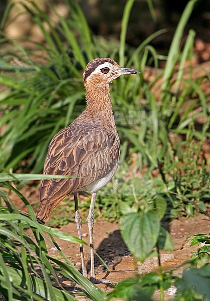 Double-striped Thick-knee at , Colombia stock-image by Agami/Tom Friedel,