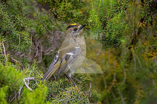 Azores Goldcrest (Regulus azoricus azoricus) flying at Furnas lake, Sao Miguel, Azores, Portugal. stock-image by Agami/Vincent Legrand,