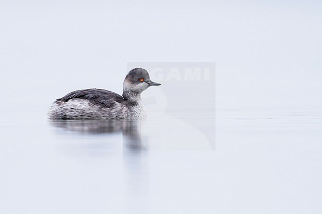 Black-necked Grebe - Schwarzhalstaucher - Podiceps nigricollis ssp. nigricollis, Germany, adult winter stock-image by Agami/Ralph Martin,