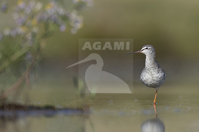 Zwarte ruiter in wetland stock-image by Agami/Han Bouwmeester,
