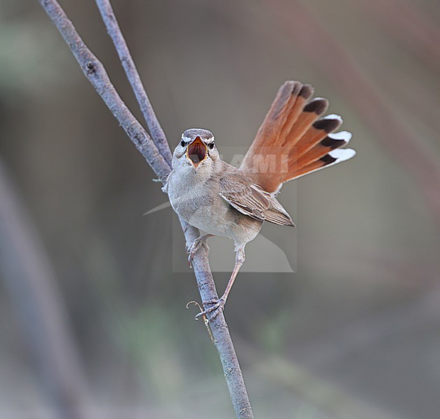 Zingende Oostelijke Rosse Waaierstaart; Singing Eastern Rufous-tailed Scrub-robin, Cercotrichas galactotes familiaris/syriaca stock-image by Agami/James Eaton,