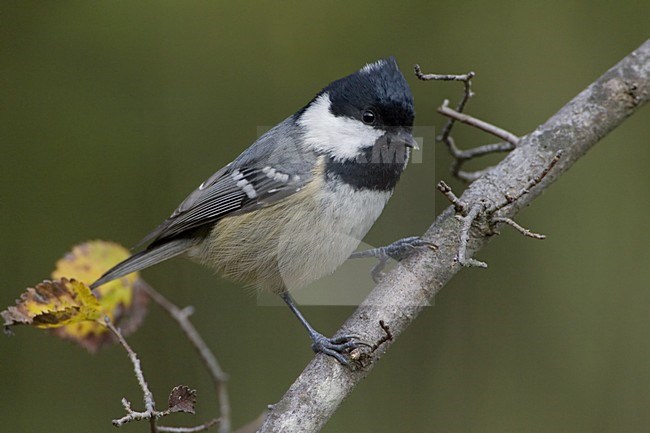 Coal Tit perched in a tree; Zwarte Mees zittend in een boom stock-image by Agami/Daniele Occhiato,