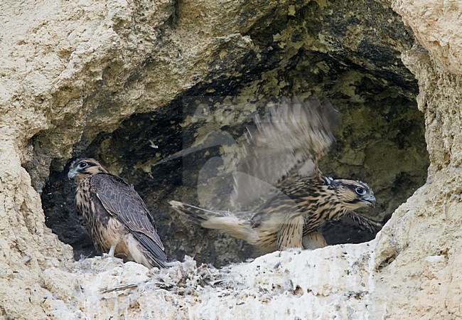Juveniele Lannervalken op nest, Juvenile Lanner Falcons on nest stock-image by Agami/Markus Varesvuo,