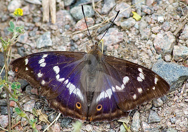 Purple Emperor, Apatura iris, Fermyn Woods, Northamptonshire, England. stock-image by Agami/Steve Gantlett,