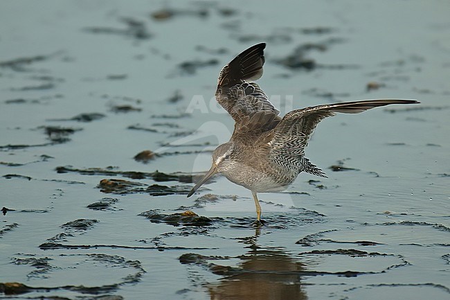 Short-billed Dowitcher (Limnodromus griseus). Adult in non-breeding plumage on mudflat stretching wings stock-image by Agami/Kari Eischer,