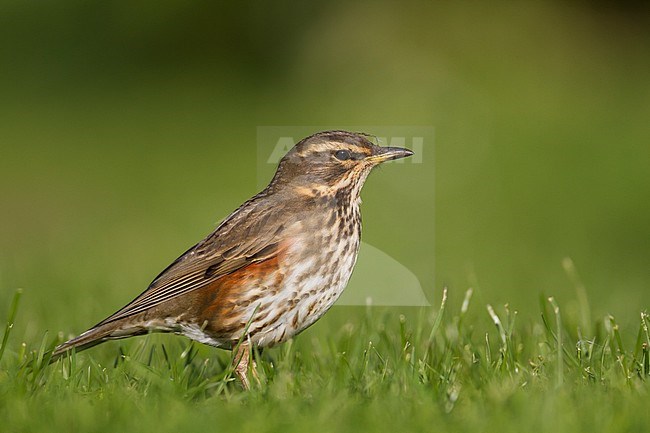 Redwing - Rotdrossel - Turdus iliacus ssp. iliacus, Germany, adult stock-image by Agami/Ralph Martin,