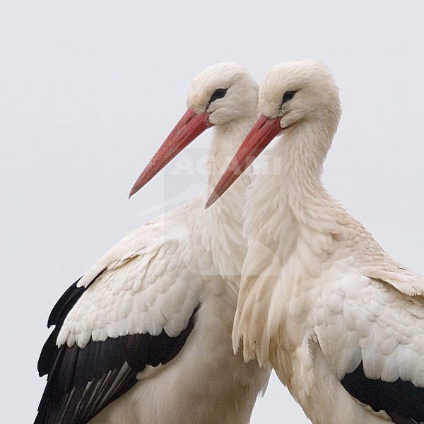 White Stork a pair on nest, Ooievaar een paar op nest stock-image by Agami/Han Bouwmeester,