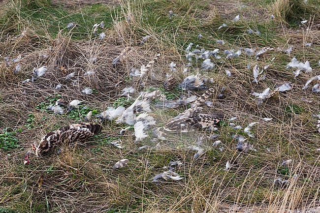 Short-eared Owl - Sumpfohreule - Asio flammeus ssp. flammeus, Germany (Schleswig-Holstein), killed individual. Eaten by predator. stock-image by Agami/Ralph Martin,