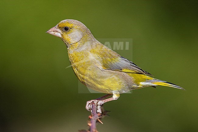 European Greenfinch (Cardueli chloris), side view of an adult male perched on a branch, Campania, Italy stock-image by Agami/Saverio Gatto,