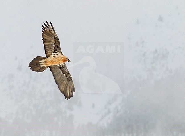 Volwassen Lammergier in de vlucht; Adult Bearded Vulture in flight stock-image by Agami/Markus Varesvuo,