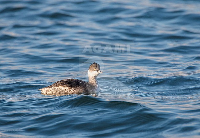 Black-necked Grebe (Podiceps nigricollis) swimming in the Black Sea in Bulgaria during autumn. stock-image by Agami/Marc Guyt,