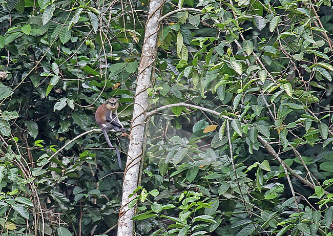 Mona Monkey (Cercopithecus mona) in Gabon. Resting in a tree. stock-image by Agami/Pete Morris,