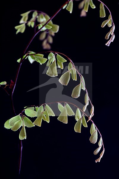 Evergreen maidenhair, Adiantum venustum stock-image by Agami/Wil Leurs,