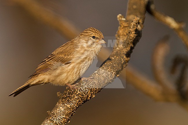 Yemen Serin (Serinus menachensis), Oman stock-image by Agami/Ralph Martin,