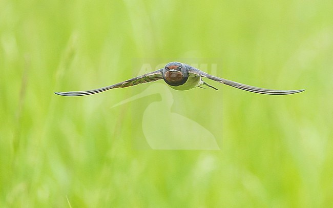 Barn Swallow (Hirundo rustica) in flight, frontal view with wings spread. stock-image by Agami/Lennart Verheuvel,