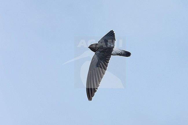 Sao Tome Spinetail (Zoonavena thomensis) taken the 20/08/2025 at Sao Tomé. stock-image by Agami/Nicolas Bastide,