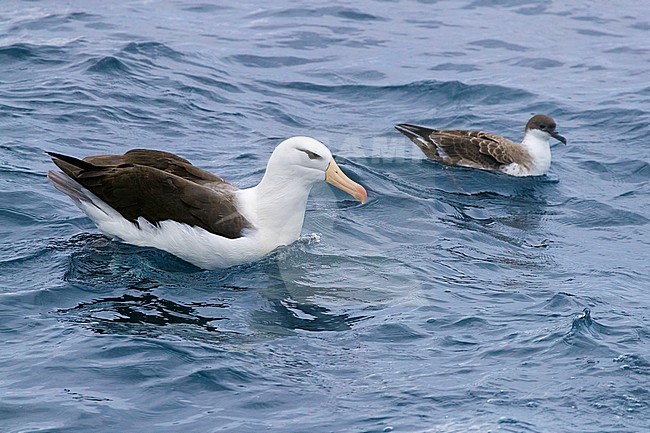 Black-browed Albatross (Talassarche melanophris), adult swimming together with a Great Shearwater, Western Cape, South Africa stock-image by Agami/Saverio Gatto,