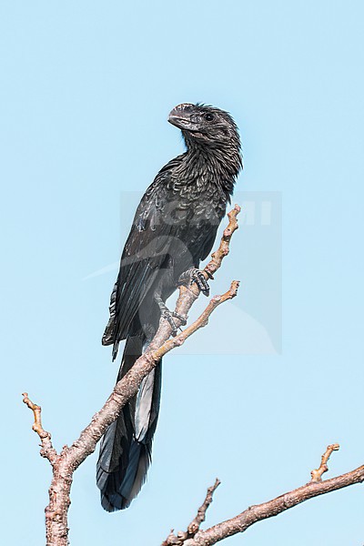 Adult
New Providence, Bahamas
February, 2025 stock-image by Agami/Brian E Small,