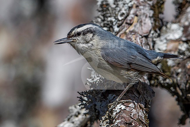 Corsicaanse Boomklever zingend in denneboom; Corsican Nuthatch singing in pinetree stock-image by Agami/Daniele Occhiato,