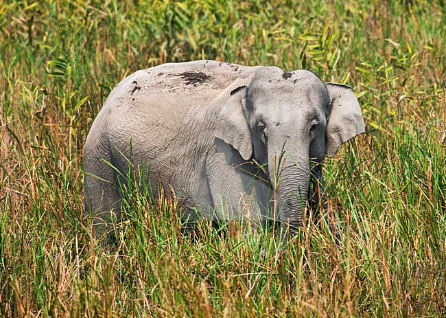 Indische Olifant in Kaziranga; Asian Elephant at Kaziranga stock-image by Agami/Marc Guyt,