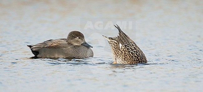 Krakeend foeragerend in water; Gadwall foraging in water stock-image by Agami/Menno van Duijn,