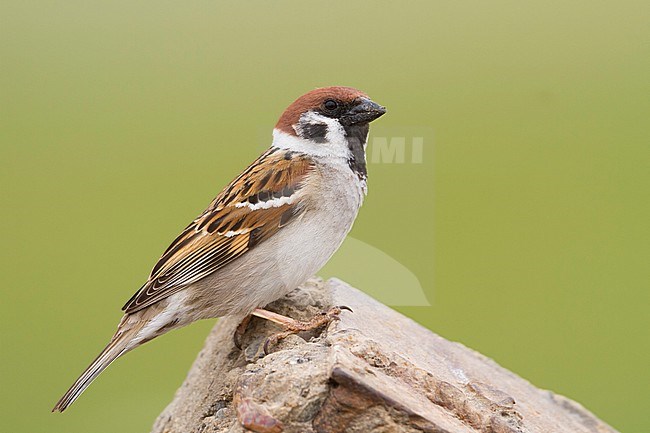 Eurasian Tree Sparrow - Feldsperling - Passer montanus ssp. montanus, adult, Kazakhstan stock-image by Agami/Ralph Martin,