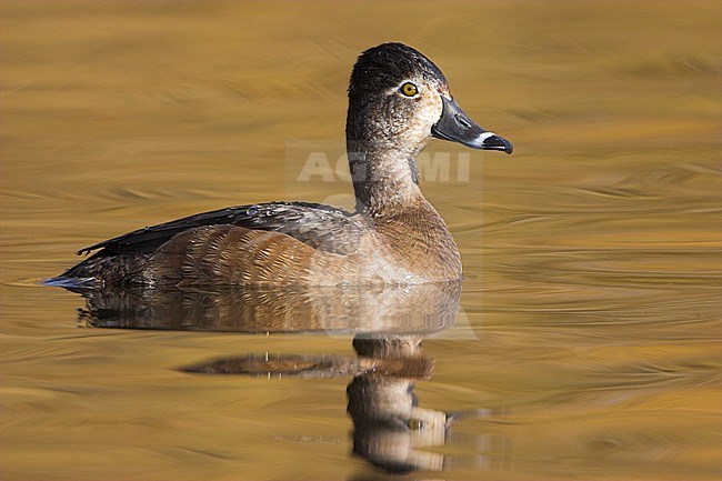 Ring-necked Duck (Aythya collaris) swimming on a golden pond in Victoria, BC, Canada. stock-image by Agami/Glenn Bartley,