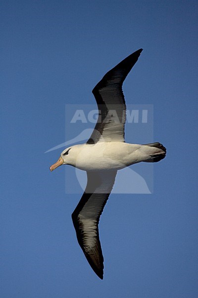 Adult Black-browed Albatross flying above open ocean against blue sky; volwassen Wenkbrauwalbatros vliegend boven de oceaan tegen blauwe lucht stock-image by Agami/Marc Guyt,