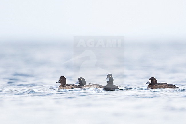 Greater Scaup - Bergente - Aythya marila ssp. marila, Germany (Mecklenburg-Vorpommern) stock-image by Agami/Ralph Martin,