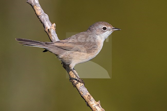 Western Subalpine Warbler (Sylvia inornata) in Verdon, France. stock-image by Agami/Daniele Occhiato,