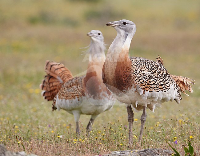 Mannetjes van de Grote trap; Male Great Bustards stock-image by Agami/Markus Varesvuo,