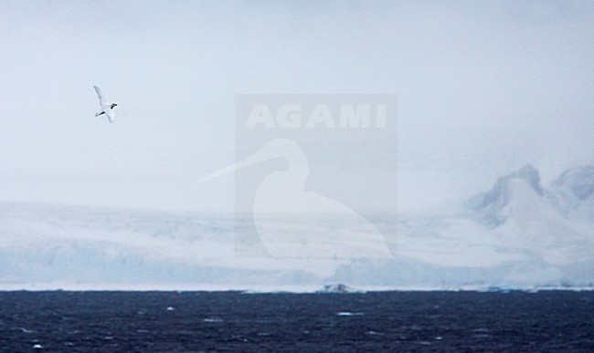 Sneeuwstormvogel in vlucht voor Antarctisch Schiereiland; Snow Petrel in flight for Antarctic Peninsula stock-image by Agami/Marc Guyt,