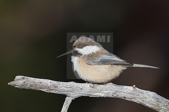 Siberian Tit - Lapplandmeise - Poecile cinctus lapponicus, Finland stock-image by Agami/Ralph Martin,