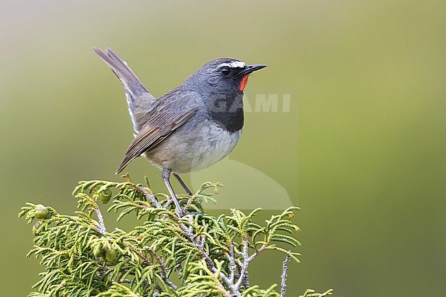 Stunning male Himalayan Rubythroat (Calliope pectoralis ballioni) perched on top of a bush in the mountains of Kazakhstan. Also known as White-tailed Rubythroat. stock-image by Agami/Daniele Occhiato,