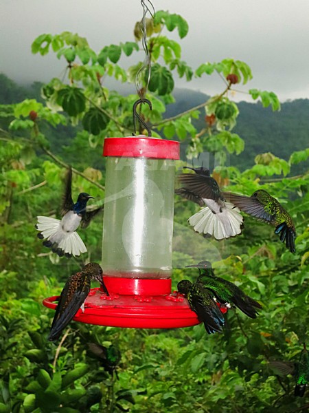 Kolibrie feeders / Hummingbird feeders; Minca, Santa Marta Mountains, Colombia stock-image by Agami/Marc Guyt,