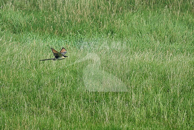 Juvenile Great Spotted Cuckoo (Clamator glandarius) in the Netherlands. Rare vagrant from southern Europe. In flight with green natural background. stock-image by Agami/Fred Visscher,